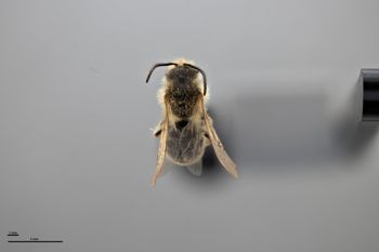 Media type: image;   Entomology 772947 Aspect: habitus dorsal view